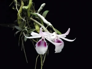 Bild von Dendrobium annosmum thailand 2